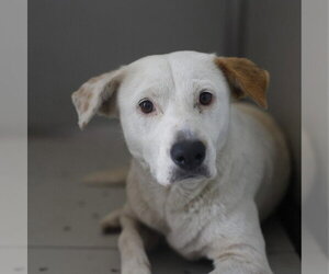 Labrador Retriever-Unknown Mix Dogs for adoption in San Antonio, TX, USA