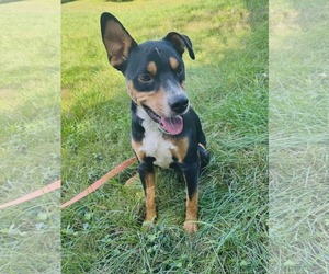 Mutt Dogs for adoption in Westwood, NJ, USA