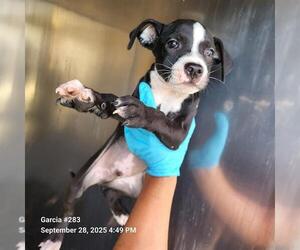 Labrador Retriever-Unknown Mix Dogs for adoption in San Antonio, TX, USA