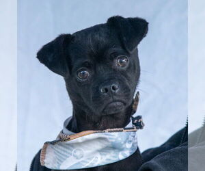 Chihuahua-Unknown Mix Dogs for adoption in Pasadena, CA, USA
