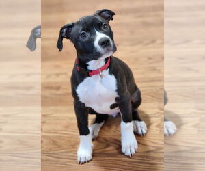American Pit Bull Terrier-Labrador Retriever Mix Dogs for adoption in Clarkston, MI, USA