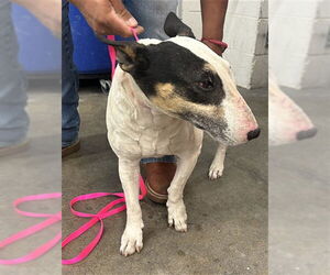 Bull Terrier Dogs for adoption in San Bernardino, CA, USA