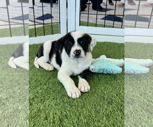 Mutt Dogs for adoption in Sanford, FL, USA