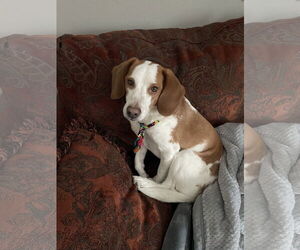 Beagle Dogs for adoption in Minneapolis, MN, USA