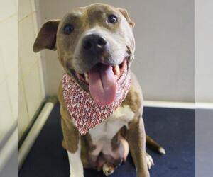 American Staffordshire Terrier-Unknown Mix Dogs for adoption in San Antonio, TX, USA