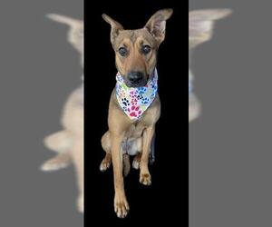 German Shepherd Dog-Unknown Mix Dogs for adoption in Tulsa, OK, USA