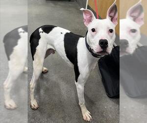 Mutt Dogs for adoption in Forestville, MD, USA