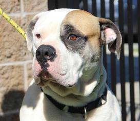 American Bulldog Dogs for adoption in Grass Valley, CA, USA