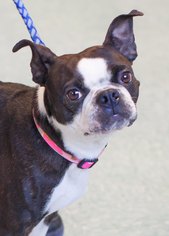 Boston Terrier Dogs for adoption in Bellbrook, OH, USA