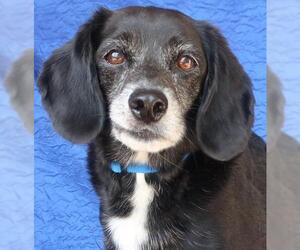 Beagle Dogs for adoption in Cuba, NY, USA
