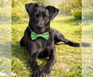 Great Dane-Unknown Mix Dogs for adoption in Newfoundland, PA, USA