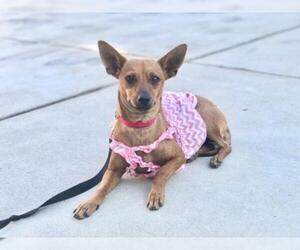 American Rat Pinscher Dogs for adoption in Palo Alto, CA, USA