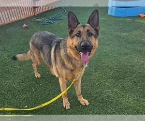 German Shepherd Dog-Unknown Mix Dogs for adoption in Las Vegas, NV, USA