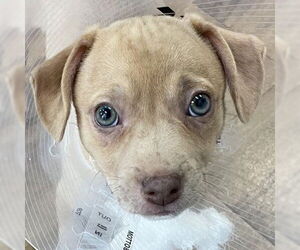 Mutt Dogs for adoption in Pleasanton, CA, USA