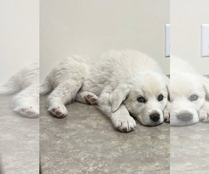 Great Pyrenees Dogs for adoption in Bountiful, UT, USA
