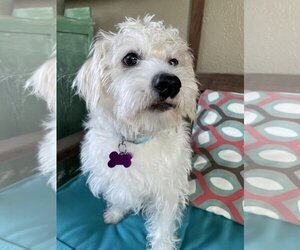 Poodle (Miniature)-Unknown Mix Dogs for adoption in Richardson, TX, USA