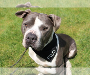 Bullypit Dogs for adoption in Richmond, CA, USA
