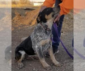 Mutt Dogs for adoption in Evergreen, CO, USA