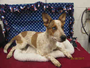 Texas Heeler Dogs for adoption in Grovetown, GA, USA
