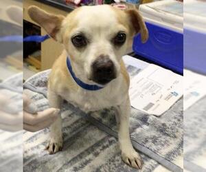Chihuahua Dogs for adoption in Riverside, CA, USA