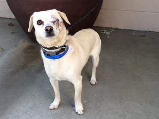Dachshund Dogs for adoption in pomona, CA, USA