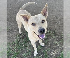 Labrador Retriever Dogs for adoption in Bakersfield, CA, USA