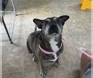 American Staffordshire Terrier-Unknown Mix Dogs for adoption in Raleigh, NC, USA