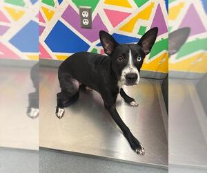 Catahoula Leopard Dog-Labrador Retriever Mix Dogs for adoption in Baytown, TX, USA