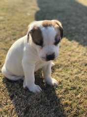 Saint Bernard-Unknown Mix Dogs for adoption in Azle, TX, USA