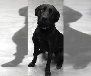Labrador Retriever-Unknown Mix Dogs for adoption in Thief River Falls, MN, USA
