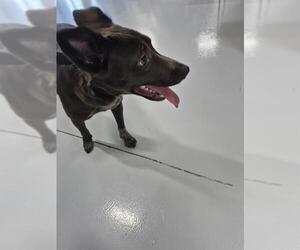 Mutt Dogs for adoption in Temple, TX, USA