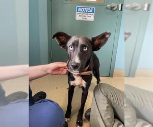 Feist Terrier-Rat Terrier Mix Dogs for adoption in Newton, NC, USA