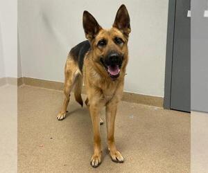 German Shepherd Dog Dogs for adoption in Aurora, CO, USA
