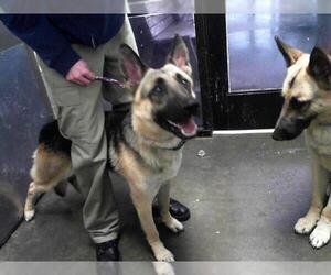 German Shepherd Dog Dogs for adoption in Tulsa, OK, USA
