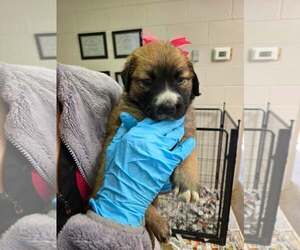 Golden Shepherd Dogs for adoption in SHERBURNE, NY, USA