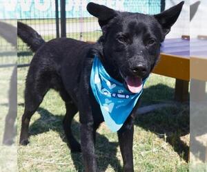 Labrador Retriever-Unknown Mix Dogs for adoption in San Antonio, TX, USA
