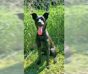 Labrador Retriever Dogs for adoption in Lake City, MI, USA