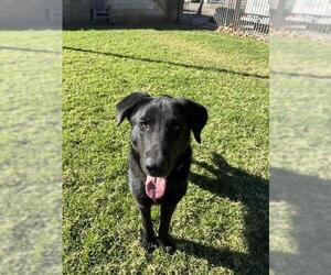 Labrador Retriever Dogs for adoption in Riverside, CA, USA