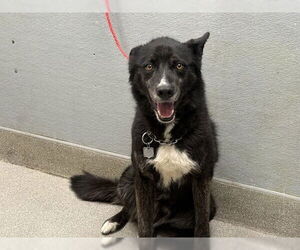 German Shepherd Dog-Unknown Mix Dogs for adoption in Las Vegas, NV, USA