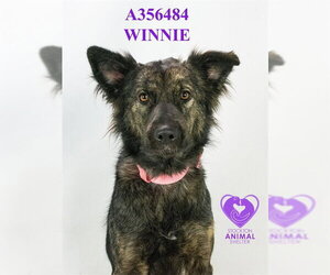 Australian Shepherd-Unknown Mix Dogs for adoption in Stockton, CA, USA
