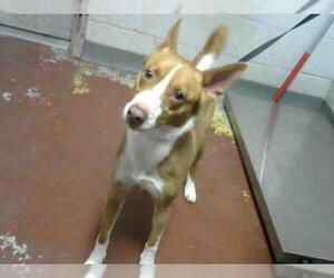 Basenji Dogs for adoption in Atlanta, GA, USA