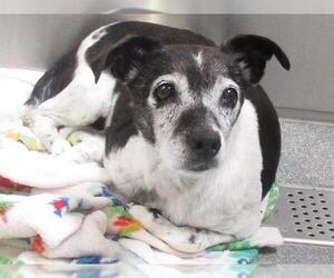 Chihuahua-Unknown Mix Dogs for adoption in Orange, CA, USA