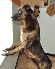 Catahoula Leopard Dog-Unknown Mix Dogs for adoption in Marble, NC, USA