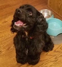 Cocker Spaniel-Unknown Mix Dogs for adoption in Dahlgren, VA, USA