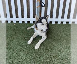 Siberian Husky Dogs for adoption in Modesto, CA, USA