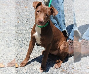 Labrador Retriever Dogs for adoption in Elmsford, NY, USA