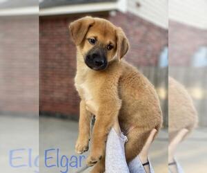 Collie-German Shepherd Dog Mix Dogs for adoption in Katy, TX, USA