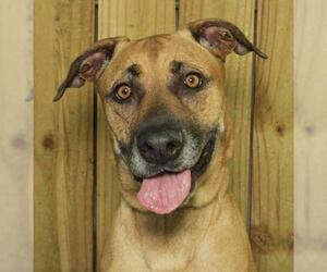 Black Mouth Cur Dogs for adoption in Oakland Park, FL, USA