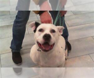 American Pit Bull Terrier Dogs for adoption in Charlotte, NC, USA