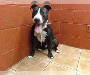 Bullboxer Pit Dogs for adoption in Downey, CA, USA